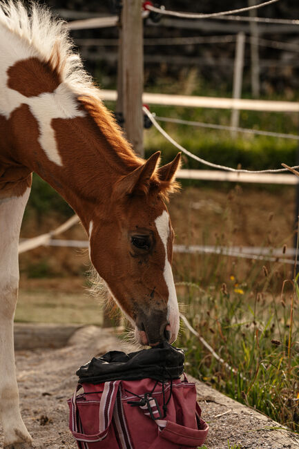 Charmante Paint Horse Mix Jährlings Stute, Anna, Konie na sprzedaż, Waldneukirchen, Image 5