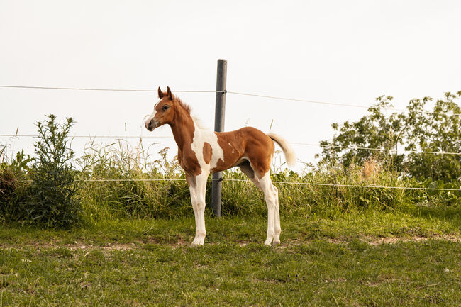 Charmante Paint Horse Mix Jährlings Stute, Anna, Konie na sprzedaż, Waldneukirchen, Image 7