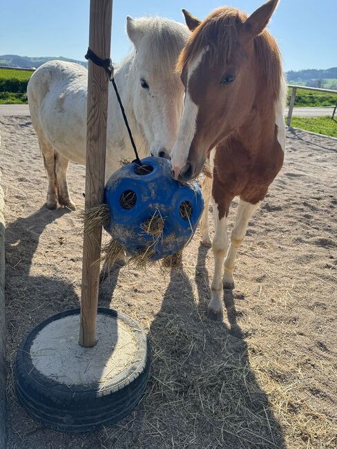Charmante Paint Horse Mix Jährlings Stute, Anna, Konie na sprzedaż, Waldneukirchen, Image 8