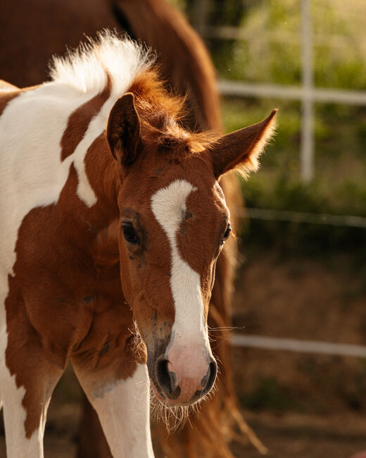 Charmante Paint Horse Mix Jährlings Stute, Anna, Konie na sprzedaż, Waldneukirchen, Image 9