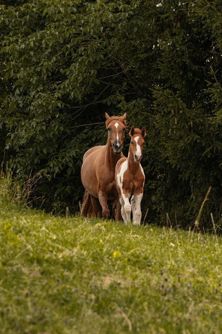 Charmante Paint Horse Mix Jährlings Stute, Anna, Konie na sprzedaż, Waldneukirchen, Image 10