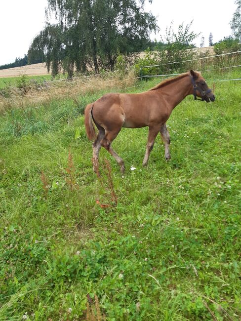 Niedliches, kräftiges Paint Horse Stutfohlen, Kerstin Rehbehn (Pferdemarketing Ost), Konie na sprzedaż, Nienburg, Image 7