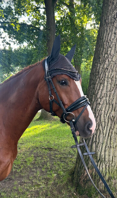 Charmanter 6-jähriger Wallach Allrounder, Susan Hesebeck, Konie na sprzedaż, Munster