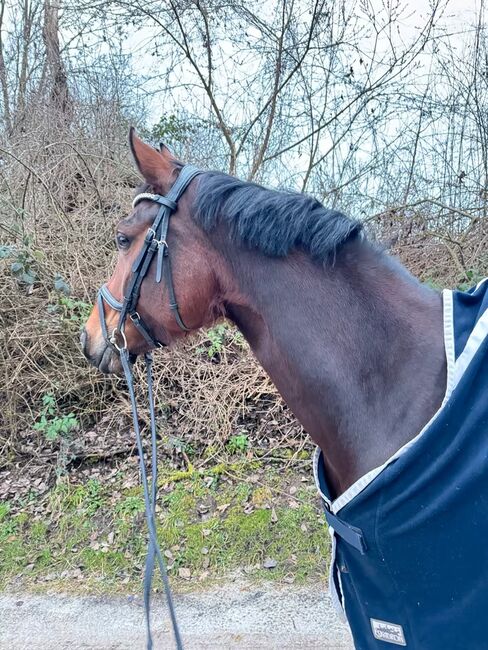 Charmantes Dressurpferd, Isabel Greverath, Konie na sprzedaż, Rommerskirchen
