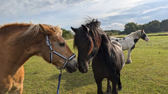 Charmanter Fellponyhengst zu Verkaufen, Kathleen Grygo, Konie na sprzedaż, Dohren , Image 3