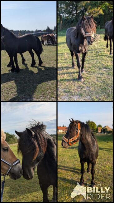 Charmanter Fellponyhengst zu Verkaufen, Kathleen Grygo, Konie na sprzedaż, Dohren , Image 8