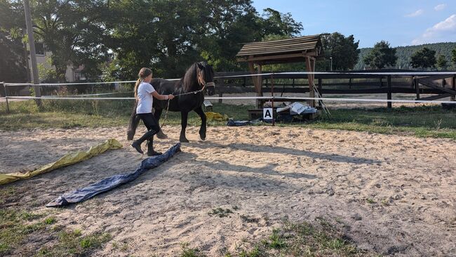 Charmanter Fellponyhengst zu Verkaufen, Kathleen Grygo, Konie na sprzedaż, Dohren , Image 7