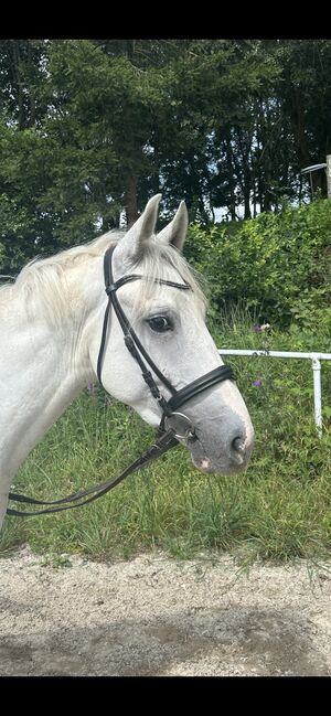 Entzückender Pony Mann!, Pferdeglück (Pferdeglück GmbH), Konie na sprzedaż, Pelmberg, Image 3