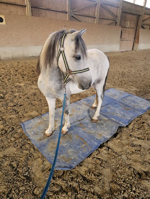 Liebenswertes Pony, K.B.Z. verkaufspferde , Konie na sprzedaż, Steiermark/Leibnitz , Image 3