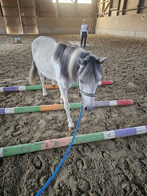 Liebenswertes Pony, K.B.Z. verkaufspferde , Konie na sprzedaż, Steiermark/Leibnitz , Image 5