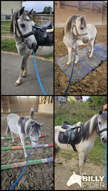 Liebenswertes Pony, K.B.Z. verkaufspferde , Konie na sprzedaż, Steiermark/Leibnitz , Image 8