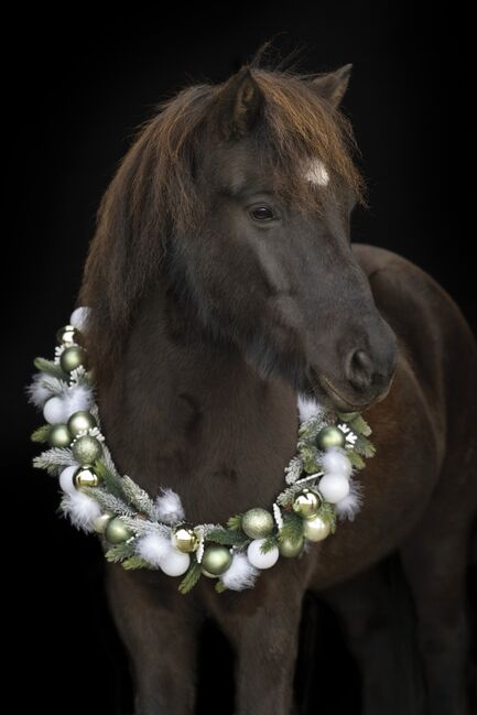 Charmantes Verlasspferd / Allrounder, Daniela Prößl, Konie na sprzedaż, Kemnath, Image 5