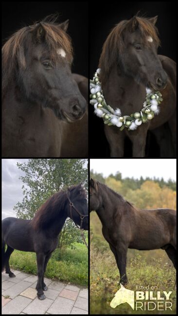 Charmantes Verlasspferd / Allrounder, Daniela Prößl, Konie na sprzedaż, Kemnath, Image 6