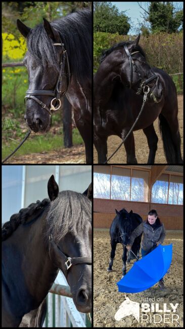 Charmanter Wallach, Murgese, 4 Jahre, Kerstin Mothes, Konie na sprzedaż, Zülpich, Image 7