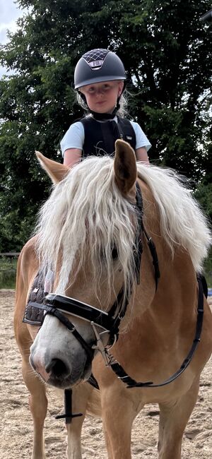 Liebenswerter Haflinger Wallach, Juli, Konie na sprzedaż, Südheide