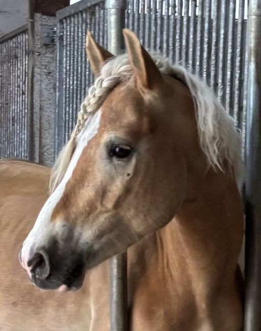 Liebenswerter Haflinger Wallach, Juli, Konie na sprzedaż, Südheide, Image 2