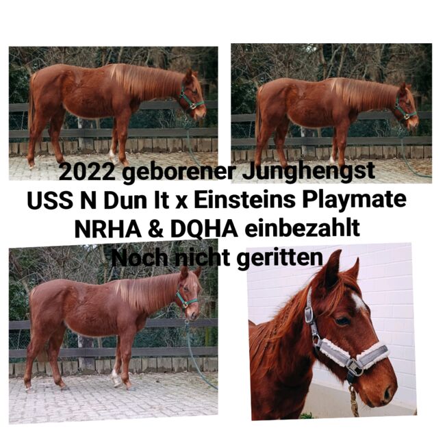 2022 geborener AQHA nominiert NRHA DQHA, MP Horses und Training , Konie na sprzedaż, Hürth, Image 3