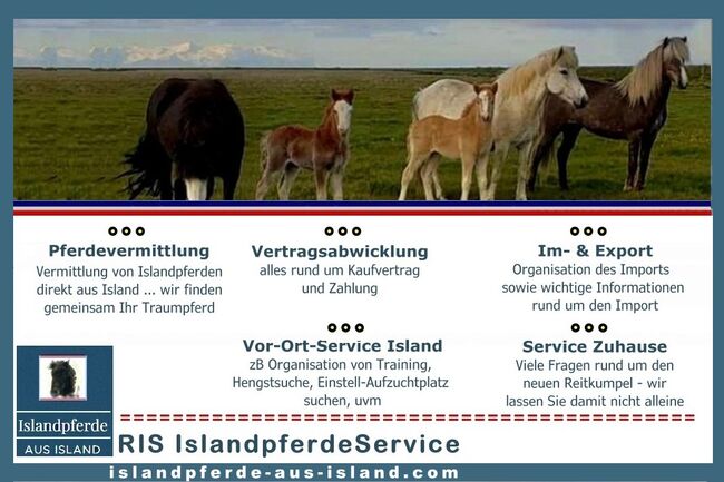 Importservice Islandpferde, Islandpferde-aus-Island, Pozostałe, Südisland
