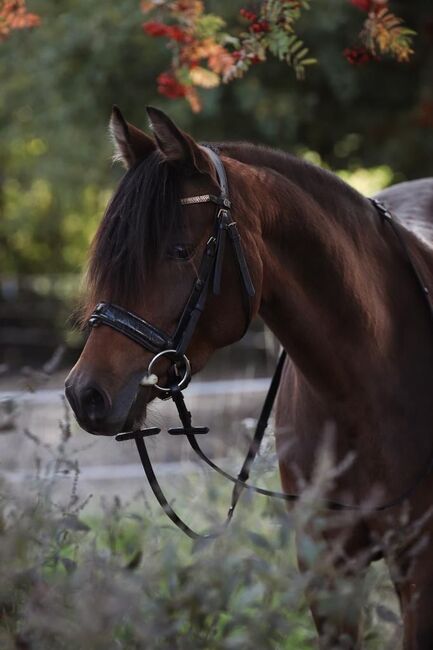 Talentierte Reitpony Stute abstammend von Hot Cream x Kennedy WE, Pferdevermittlung Leus (Pferdevermittlung Leus ), Konie na sprzedaż, Limburg an der Lahn, Image 2