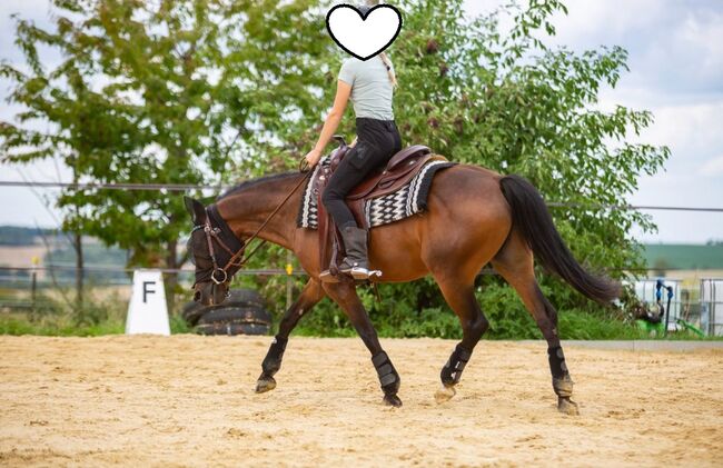 talentiertes Reitpony mit Show-Erfahrung, Kerstin Rehbehn (Pferdemarketing Ost), Konie na sprzedaż, Nienburg