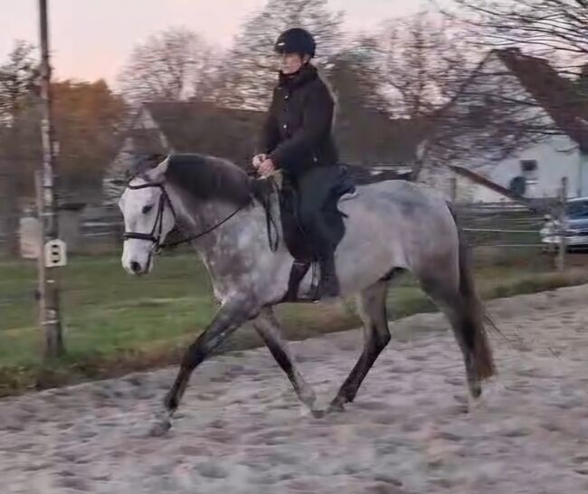 Talentierter Lusitano für anspruchsvolle Reiter, Kerstin Rehbehn (Pferdemarketing Ost), Konie na sprzedaż, Nienburg