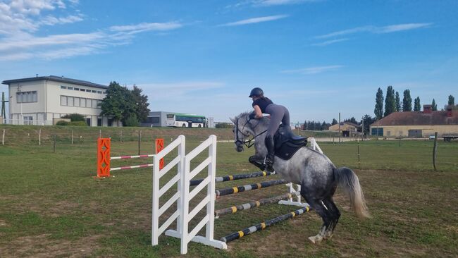 Talentierter Wallach, Melanie Jobst, Konie na sprzedaż, Drassmarkt 