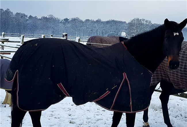 Outdoordecke 200 g 145 cm, Reitsport exklusiv , Buljubasic , Horse Blankets, Sheets & Coolers, Gladbeck 