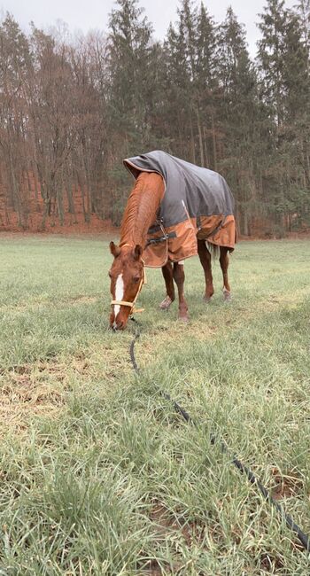 Outdoordecke, Celine Simolka, Horse Blankets, Sheets & Coolers, Schönbrunn , Image 3