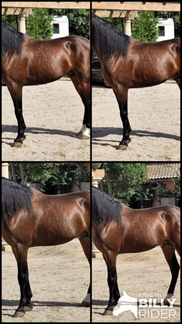 Ausdrucks-und Bewegungsstarker PRE Hengst - 2020 - ca. 1.65 m, Thomas Adams (Caballos PRE), Horses For Sale, Bell, Image 7