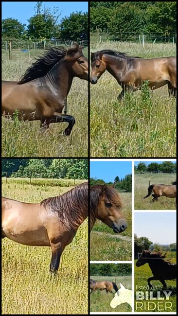 ausdruckstarker Ponyhengst Pony Hengst zu verkaufen, Dora, Horses For Sale, Gram, Image 8