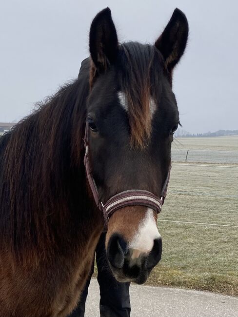 Ausdrucksstarker Quarterhorse Wallach, I.H., Horses For Sale, Eglfing , Image 3