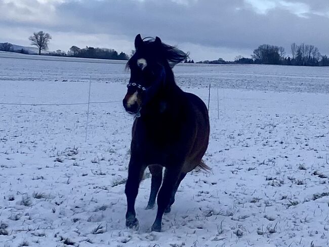 Ausdrucksstarker Quarterhorse Wallach, I.H., Horses For Sale, Eglfing , Image 5