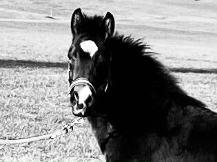 Ausdrucksstarker Quarterhorse Wallach, I.H., Horses For Sale, Eglfing , Image 9