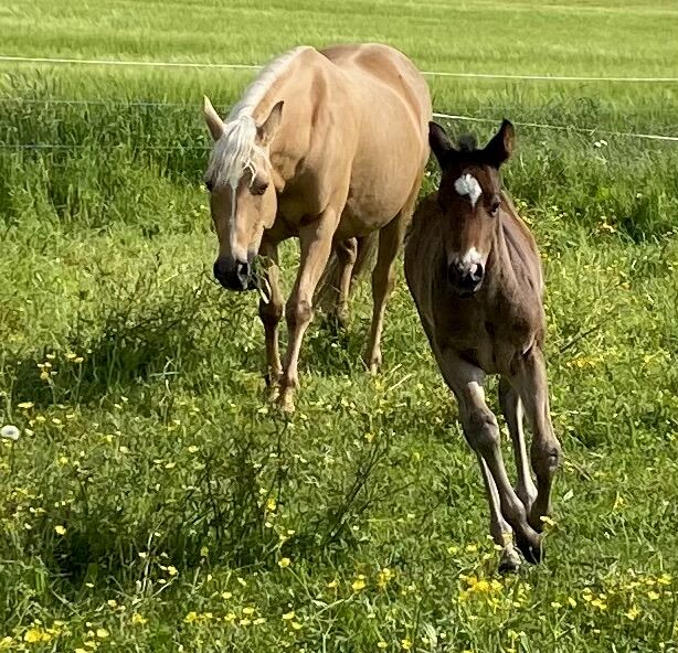 Ausdrucksstarker Quarterhorse Wallach, I.H., Horses For Sale, Eglfing , Image 13