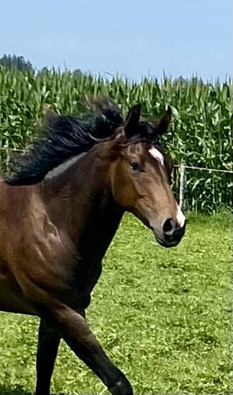 Ausdrucksstarker Quarterhorse Wallach, I.H., Horses For Sale, Eglfing , Image 8