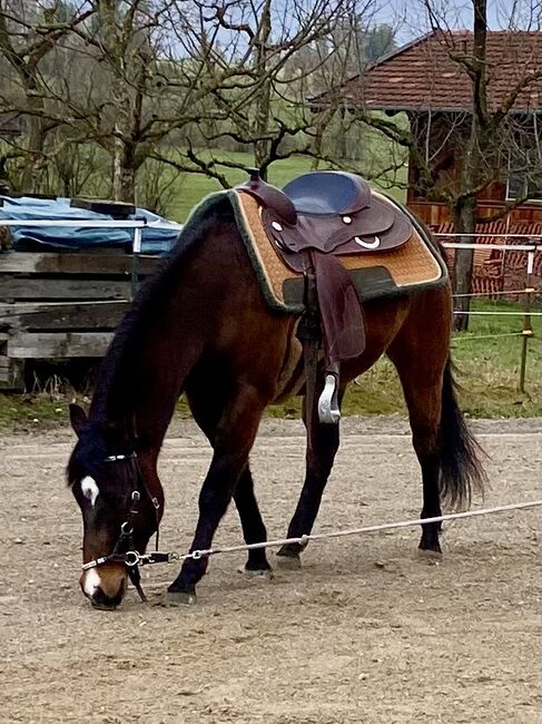 Ausdrucksstarker, bildschöner Quarterhorse Wallach, I.H., Horses For Sale, Eglfing 