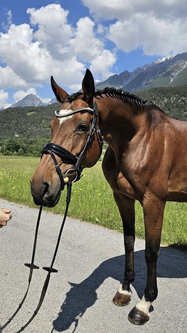 Ausdrucksstarke, liebevolle Stute, Fabienne Rietzler, Horses For Sale, Tarrenz