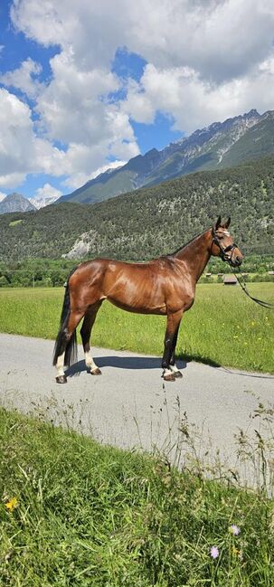 Ausdrucksstarke, liebevolle Stute, Fabienne Rietzler, Horses For Sale, Tarrenz, Image 3