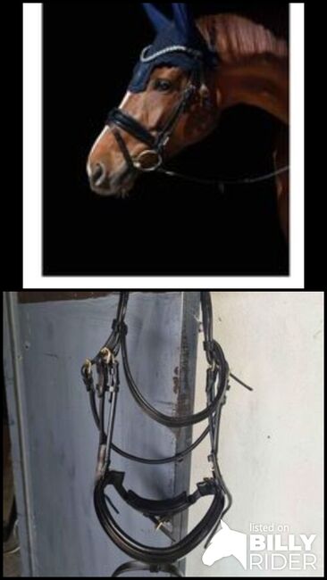 Utzon Copenhagen Bridle Full Black, Utzon , Amy Donnelly, Bridles & Headstalls, Stamullen, Image 3