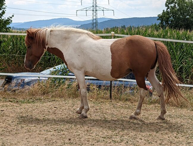 Væna vom Holtdorftal, Islandstute, Isländer, Tanja , Horses For Sale, 92526