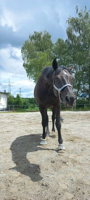 Pflegebeteiligung/Reitbeteiligung, Pflegebeteiligung/Reitbeteiligung , Sandra , Horse Sharing, Blumberg, Image 2