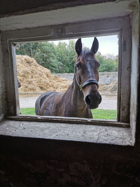 Pflegebeteiligung in Neuenhagen bei Berlin, Nora, Horse Sharing, Berlin , Image 7