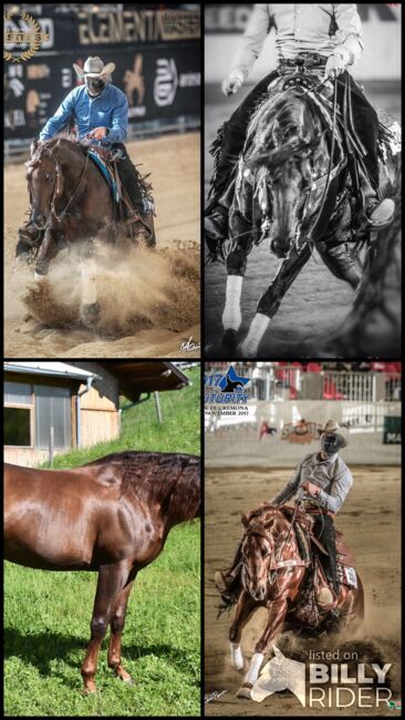 V: Topsail Whiz MV: Jac O Rima, Bernhard Bangheri , Horses For Sale, Reith im Alpbachtal , Image 7