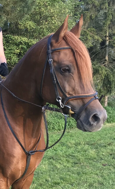 VA Wallach, Elke, Horses For Sale, Kobenz 