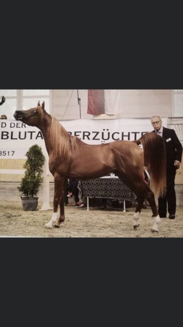 VA Wallach, Elke, Horses For Sale, Kobenz , Image 5