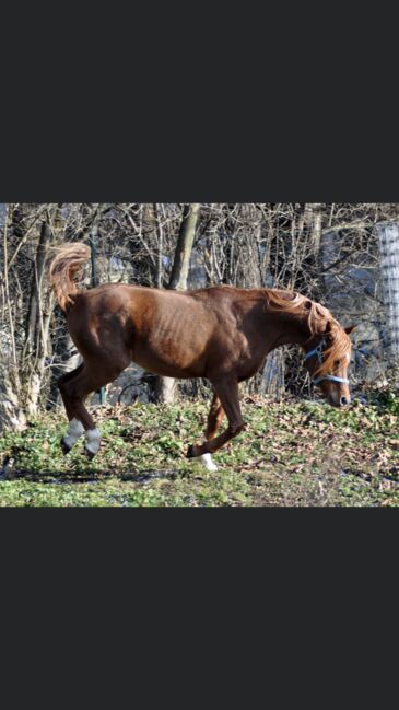 VA Wallach, Elke, Horses For Sale, Kobenz , Image 7