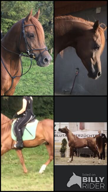 VA Wallach, Elke, Pferd kaufen, Kobenz , Abbildung 9