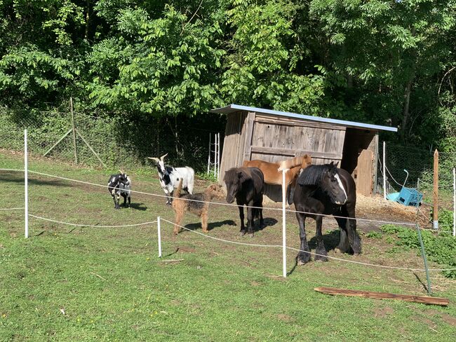 Urlaubsbetreuung Pflegebeteiligung Juli 2025, Isabella , Horse Sharing, Wolkersdorf im Weinviertel