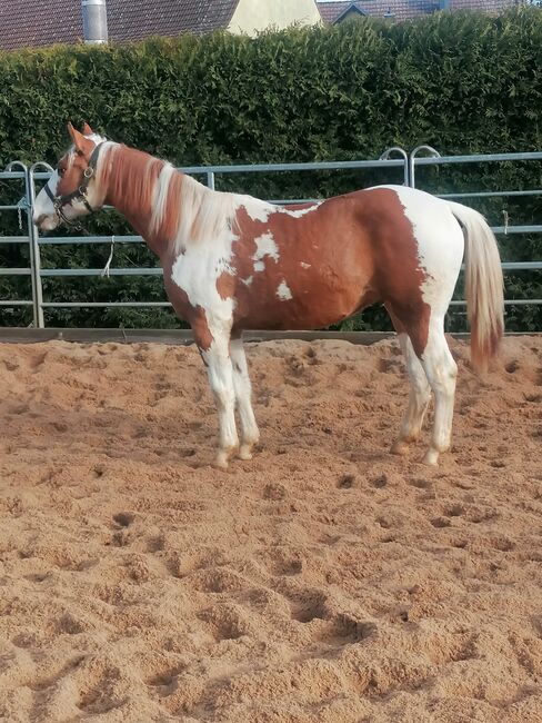 Bildhübscher 1,5 jhrg Painthengst!, Nicole Kaufmann, Horses For Sale, Ahorn-Schillingstadt