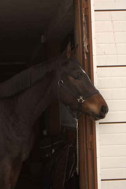 piękny 3 letni wałach gotowy do zajazdki, Magdalena, Horses For Sale, Toporzysko, Image 3